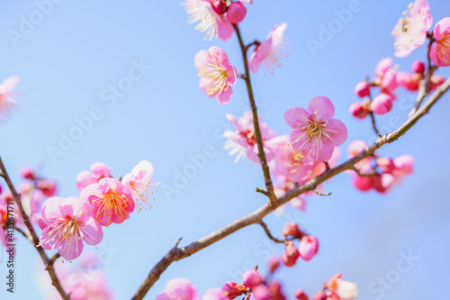 梅の花 空背景 Wall Mural Wallpaper Murals Wallsheaven Kozo