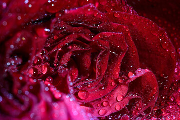 Selective focus on petals and water drops 