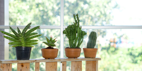 Varieties cactus in small pots arrange neatly to get sunlight by the window.