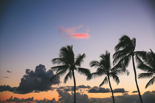 Kakaako Waterfront Park, Plam Tree silhouette photo at sunset, Honolulu, Oahu, Hawaii