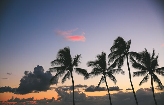 Kakaako Waterfront Park, Plam Tree silhouette photo at sunset, Honolulu, Oahu, Hawaii