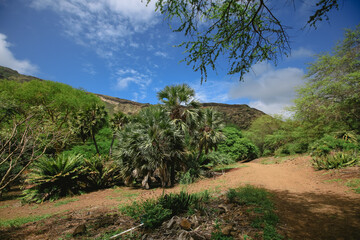 Fototapeta na wymiar Palm trees in Koko Crater Botanical Garden Oahu Hawaii