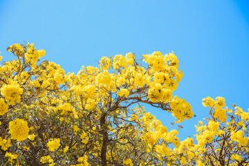 Flowering tree, Tabebuia aurea, Oahu, Hawaii | Nature Landscape