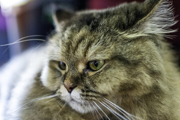 Persian and Thai cat hybrid Gray lounger happily and calmly sunbathing on the floor in the house