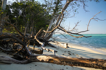 Fototapeta na wymiar Dry tree branches and vegetation on the sea coast