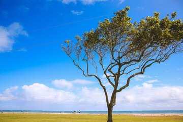 Trees in Kualoa Regional Park, Oahu, Hawaii