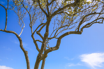 Trees in Kualoa Regional Park, Oahu, Hawaii