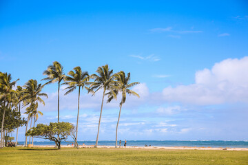 Fototapeta na wymiar Palm trees in Kualoa Regional Park, Oahu, Hawaii