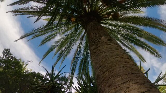 palm tree in the botanical garden of blanes in costa brava spain europe
