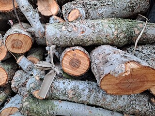 Cut trees (firewood)