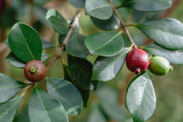 Fototapeta premium Strawberry Guava Oahu Hawaii