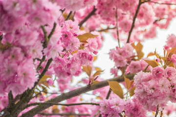 Kirschblüten blühen im Frühling sehr schön