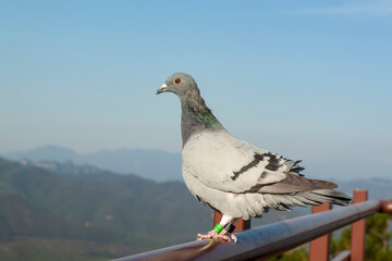 pigeon sitting on a pipe on mountains background, close up