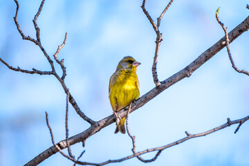 Green and yellow songbird, The European greenfinch sitting on a branch in spring.