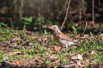 Fieldfare, Turdus pilaris, on a sprng lawn.