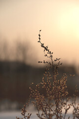 selective focus vertical image of dry plant in contour light at sunset at Twilight, dark cold tinting. ready to print poster for interior