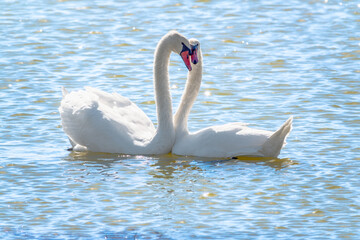Naklejka premium The couple of swans with their necks form a heart. Mating games of a pair of white swans. Swans swimming on the water in nature. Valentine's Day background