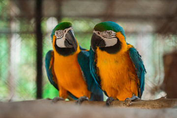 Beautiful colorful parrot bird in zoo