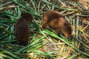close up capybara in zoo on grass