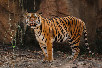 close up Bengal Tiger in zoo