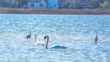Graceful water birds, white Swan and white and grey herons swimming in the lake.
