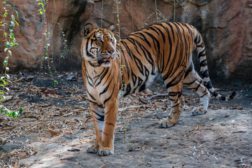 close up Bengal Tiger in zoo