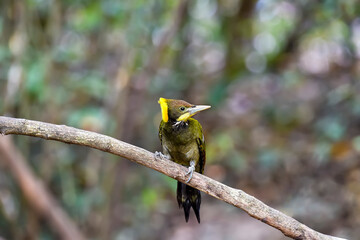 Greater Yellownape in the public national park at Phetchaburi Thailand