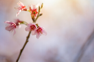 Sakura flowers blooming blossom in Chiang Mai, Thailand