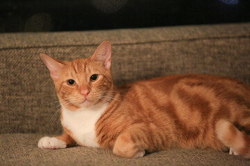 Orange cat on the sofa