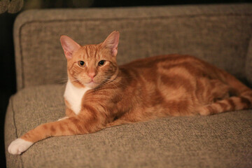 Orange cat on the sofa