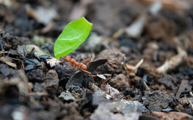 leaf cutter ant 
