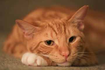 Fototapeta na wymiar Orange cat on the sofa