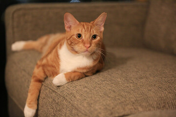 Orange cat on the sofa