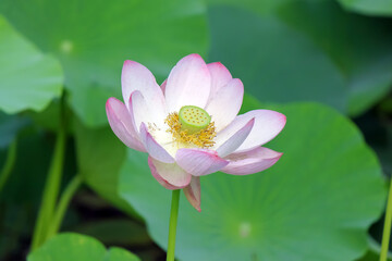 Lotus flower on a background of green lotus leaves