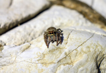 Cute hairy spider sitting in sunlight on a stone background, four big black eyes close up
