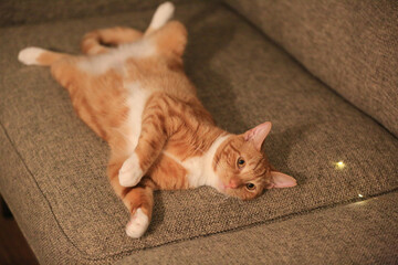 Orange cat on the sofa