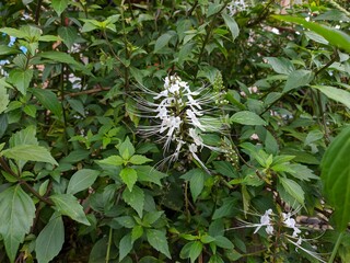 flower cat whiskers (Orthosiphon aristatus) In the morning