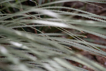 Textura de hojas, Buenos Aires, 16 de septiembre de 2016