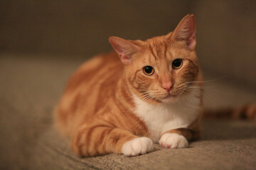 Fototapeta na wymiar Orange cat on the sofa