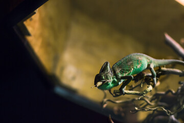 Chameleon Schnappt lässt sich sein Essen Schmecken