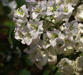 white flower blossom close up