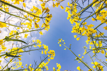 Himmel aus dem Rapsfeld heraus fotografiert