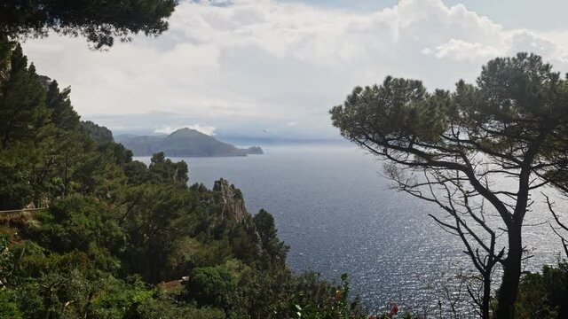 A flock of birds passes near a Mediterranean pine on a cloudy day, with the Amalfi coast in the background