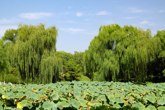 reen trees with lotuses in the foreground on a blue sky background