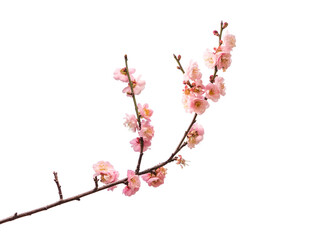 pink plum blooming flowers isolated on white background
