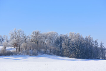 Winter landscape in Bavaria with trees and snow, wide fields covered with snow, in front of a blue sky