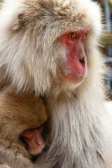 monos de nieve en Nagano Japón