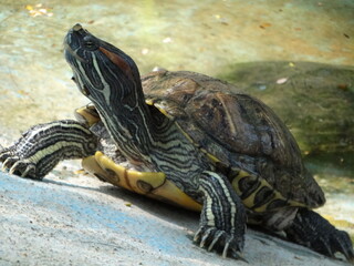 turtle on the rock