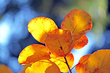 Orange leaves on blurred background