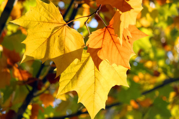 yellow maple leaves on a blurred background